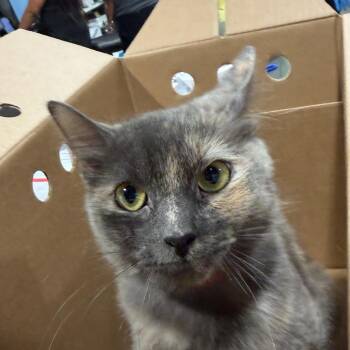 Pistol -  Domestic Short Hair Cat for Adoption in Tampa, Florida - Pistol | PetCurious