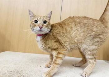QUEENIE -  Domestic Short Hair Cat for Adoption in Brentwood, Missouri - QUEENIE | PetCurious