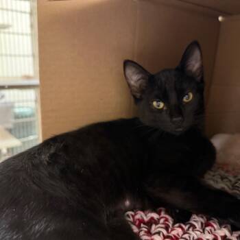 Theodora -  Domestic Short Hair Cat for Adoption in Ballston Spa, New York - Theodora | PetCurious