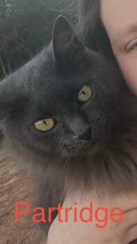 Partridge 25 -  Russian Blue and Domestic Long Hair Cat for Adoption in Brookhaven, Mississippi - Partridge 25 | PetCurious