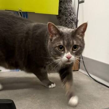 Domestic Short Hair Cats Available for Adoption in Des Moines, Iowa - Sasha | PetCurious