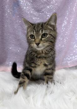 Josephine -  Domestic Short Hair Cat for Adoption in Clarkesville, Georgia - Josephine | PetCurious