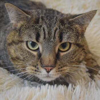 Biggie -  Tabby and Domestic Short Hair Cat for Adoption in Huntley, Illinois - Biggie | PetCurious