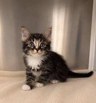 Preston -  Domestic Medium Hair Cat for Adoption in Lafayette, Louisiana - Preston | PetCurious