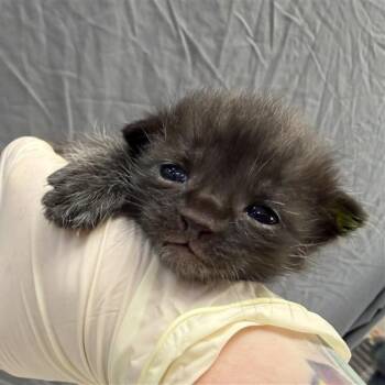 Domestic Short Hair Cats Available for Adoption - Fred | PetCurious