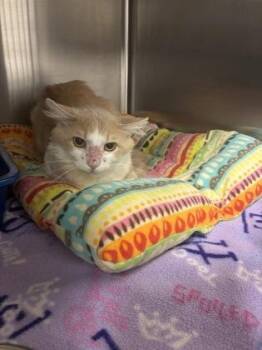 Captain Carl -  Domestic Medium Hair and Domestic Short Hair Cat for Adoption in Fort Worth, Texas - Captain Carl | PetCurious