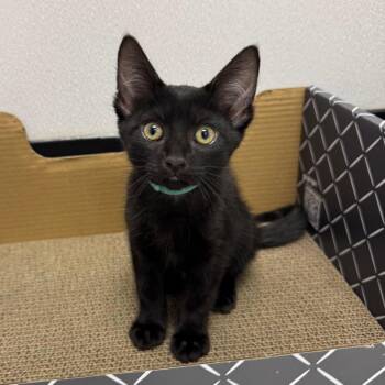 Mel C (Aqua Collar) -  Domestic Short Hair Cat for Adoption in Sunnyvale, California - Mel C (Aqua Collar) | PetCurious