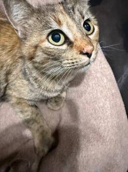 Tabby and Calico Cats Available for Adoption - Nala/Crumpet | PetCurious
