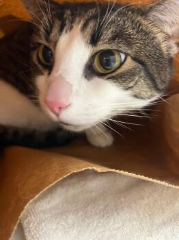 Domestic Short Hair Cats Available for Adoption - Skipper | PetCurious