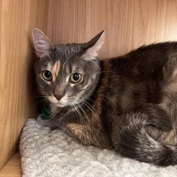 Minnie -  Domestic Short Hair Cat for Adoption in Las Vegas, Nevada - Minnie | PetCurious