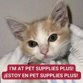 Rescue Domestic Short Hair Cats for Adoption in Carrollton, Texas - Sap Green | PetCurious