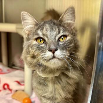 Domestic Long Hair Cats Available for Adoption in Walnut Creek, California - Tabitha | PetCurious