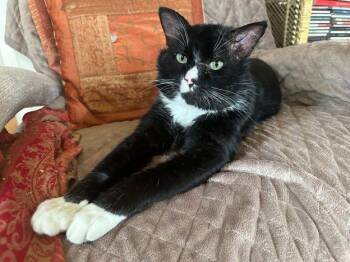 Mosley -  Domestic Short Hair Cat for Adoption in Anchorage, Alaska - Mosley | PetCurious