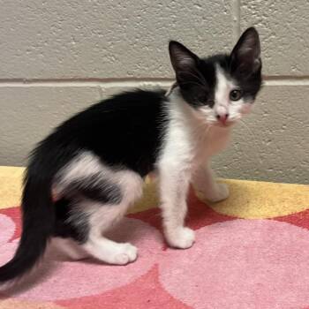 Magenta -  Domestic Short Hair Cat for Adoption in Bristol, Indiana - Magenta | PetCurious