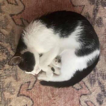 Walt -  Domestic Short Hair Cat for Adoption in Atlanta, Georgia - Walt | PetCurious