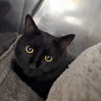Domestic Short Hair Cats Available for Adoption in Waldorf, Maryland - Yan | PetCurious