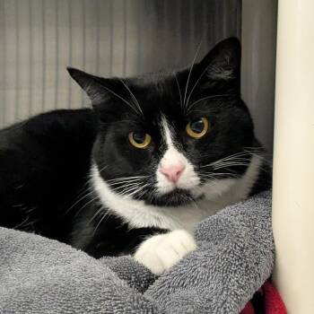 Ragu -  Domestic Short Hair Cat for Adoption in Hendersonville, North Carolina - Ragu | PetCurious