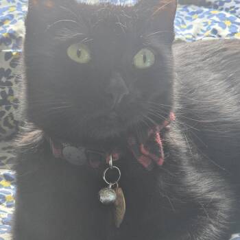 Domestic Short Hair Cats Available for Adoption in Manchester, Connecticut - Luna With Freya | PetCurious