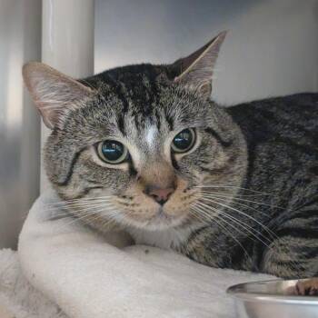 Domestic Short Hair Cats Available for Adoption in Providence, Rhode Island - Yuki | PetCurious