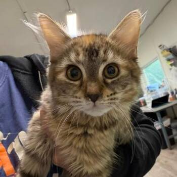 Indigo -  Domestic Short Hair Cat for Adoption in Cumming, Georgia - Indigo | PetCurious