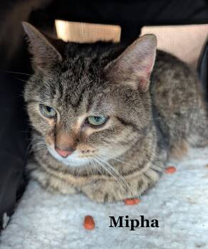 Mipha -  Domestic Short Hair and Tabby Cat for Adoption in Morehead, Kentucky - Mipha | PetCurious