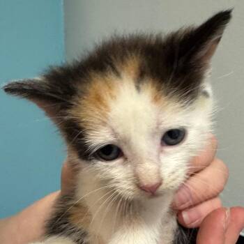 Tiggie -  Domestic Short Hair Cat for Adoption in North Canton, Ohio - Tiggie | PetCurious