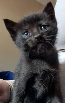 Filo -  Domestic Short Hair Cat for Adoption in Sidney, British Columbia - Filo | PetCurious