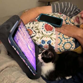 Basil -  Tuxedo Cat for Adoption in Arnold, Missouri - Basil | PetCurious