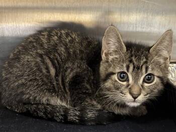 Domestic Short Hair Cats Available for Adoption in Tustin, California - MIMI | PetCurious