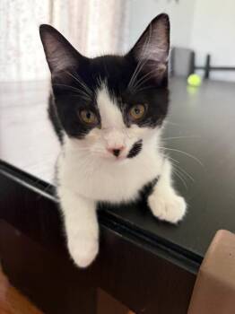 Zoey -  American Shorthair Cat for Adoption in Hagaman, New York - Zoey | PetCurious