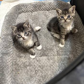 Biscuit and Muffin -  Domestic Medium Hair Cat for Adoption in Jersey City, New Jersey - Biscuit And Muffin | PetCurious