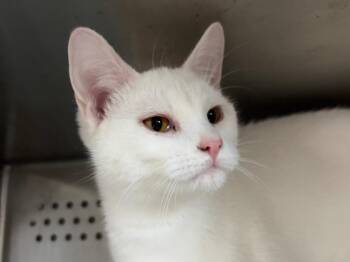 Domestic Short Hair Cats Available for Adoption - Alvis | PetCurious