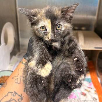 Sneezy -  Domestic Short Hair Cat for Adoption in Winston-salem, North Carolina - Sneezy | PetCurious