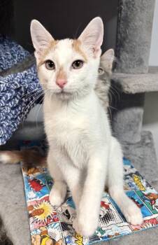 Jack -  Domestic Short Hair and Siamese Cat for Adoption in St. Peters, Missouri - Jack | PetCurious