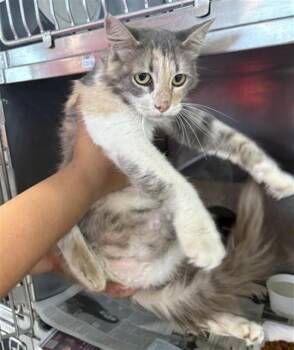 BLOSSOM -  Domestic Medium Hair Cat for Adoption in San Bernardino, California - BLOSSOM | PetCurious
