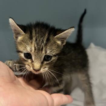 Grime -  Domestic Short Hair Cat for Adoption in Chattanooga, Tennessee - Grime | PetCurious
