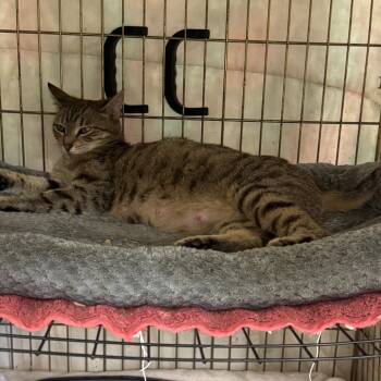 Rescue Domestic Short Hair Cats for Adoption in Hinesville, Georgia - Ursula | PetCurious