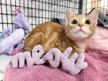 Summyr -  Domestic Short Hair Cat for Adoption in Raleigh, North Carolina - Summyr | PetCurious