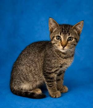 TC -  Domestic Short Hair Cat for Adoption in Columbia, Tennessee - TC | PetCurious