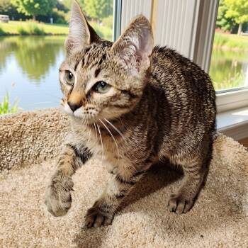 MUFASA - BENGAL BOY -  Bengal Cat for Adoption in Oakwood, Georgia - MUFASA - BENGAL BOY | PetCurious
