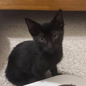 Vicki -  Domestic Short Hair Cat Available for Adoption in Prosper, Texas - Vicki | PetCurious