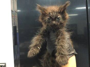 Domestic Short Hair Cats Available for Adoption in Thousand Palms, California - A1917889 | PetCurious