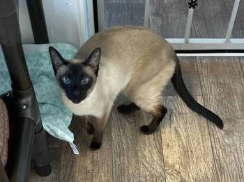 Rescue Siamese Cats for Adoption in Mcminnville, Oregon - Savannah | PetCurious