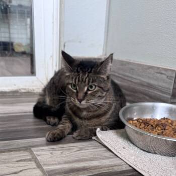 Rescue Domestic Short Hair Cats for Adoption in West Des Moines, Iowa - Temple | PetCurious