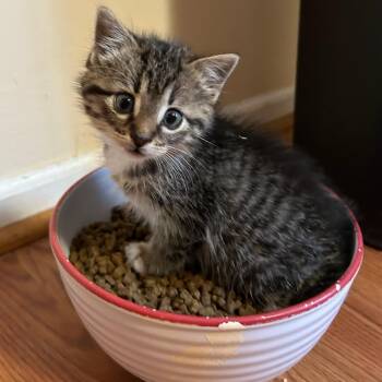 Ramona -  Domestic Short Hair Cat for Adoption in Traverse City, Michigan - Ramona | PetCurious