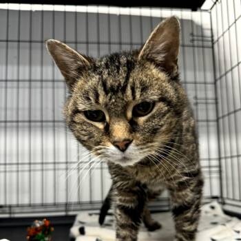 Charlotte -  Domestic Short Hair Cat for Adoption in Cortland, Ohio - Charlotte | PetCurious