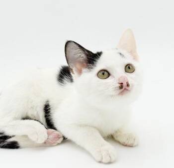 Maple -  Domestic Medium Hair and Domestic Short Hair Cat for Adoption in Bowling Green, Kentucky - Maple | PetCurious
