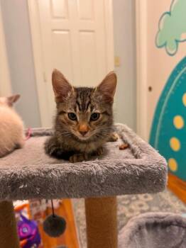 Domestic Short Hair Cats Available for Adoption in Warner Robins, Georgia - Bee | PetCurious