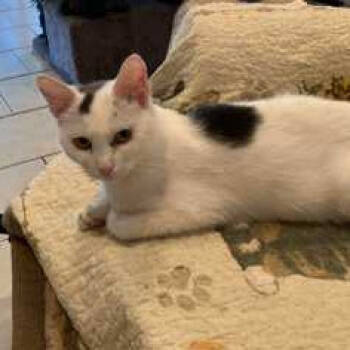 Rescue Domestic Short Hair Cats for Adoption in Jasper, Indiana - Bella | PetCurious