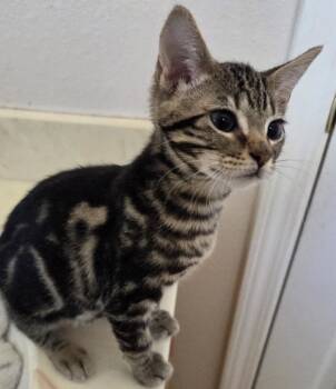 A Wild Menagerie (of domestic kittens) -  Domestic Short Hair Cat for Adoption in San Luis Obispo, California - A Wild Menagerie (of Domestic Kittens) | PetCurious